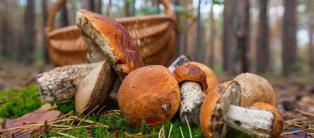 Gdzie na grzyby Szczecin - najlepsze miejsca na udane grzybobranie