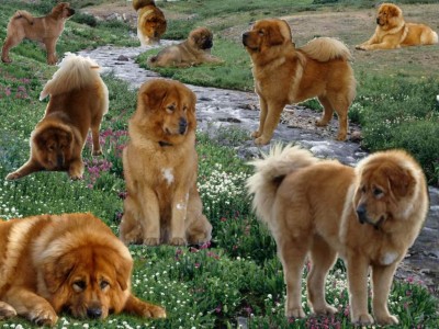 Hodowla psów rasy Mastif Tybetański TYBETAN DREAM